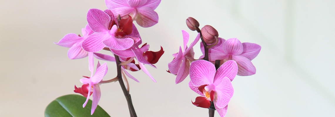9cm Orchid Hero.jpg